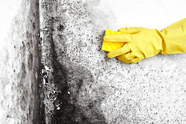 Best Toxic Mold Removal  in Toona, AL