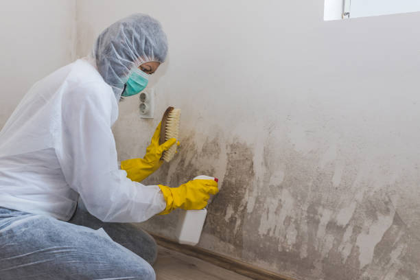 Best Mold Removal and Inspection  in Toona, AL