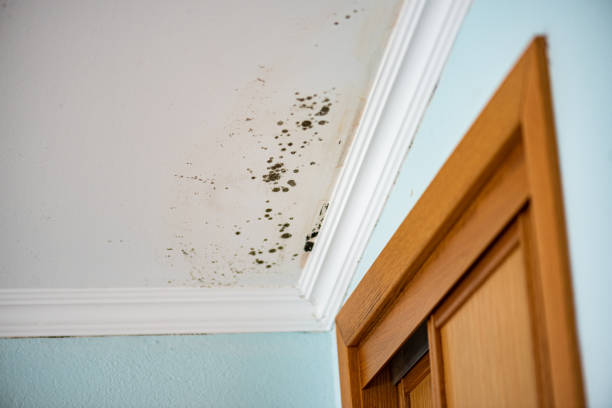 Crawl Space Mold Removal in Altoona, AL