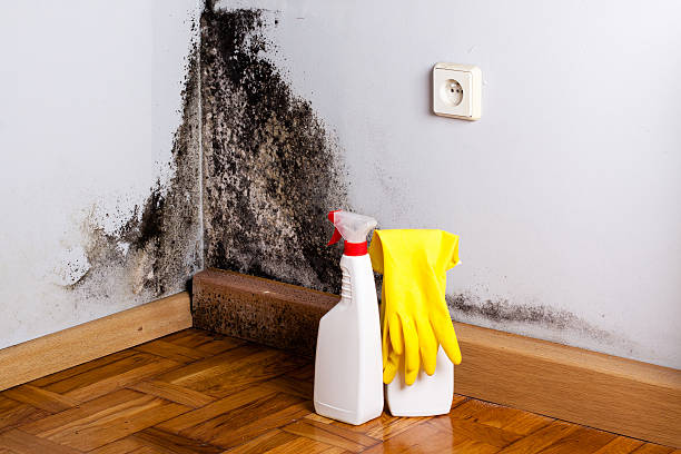 Best Residential Mold Removal  in Toona, AL