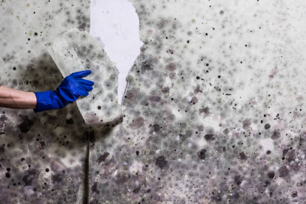 Best Mold Damage Repair  in Toona, AL